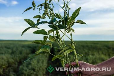 Семена сои - Марината