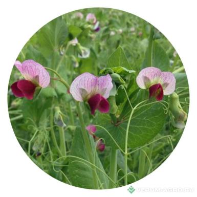 Семена гороха - Горох полевой
