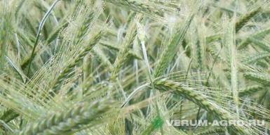 Семена тритикале - Семена озимой тритикале Хлебороб