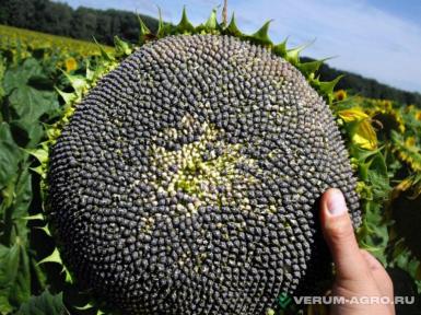 Семена подсолнечника - AGA 15 гибрид подсолнечника