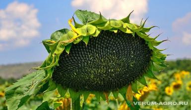 Семена подсолнечника - Семена подсолнечника гибриды