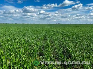 Семена пшеницы - Озимая пшеница «ЛИДИЯ»