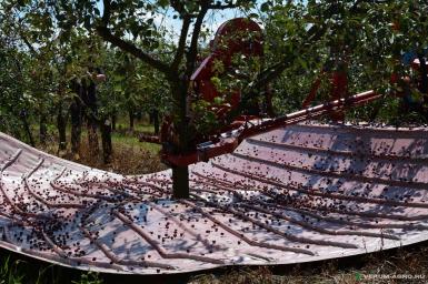 Специальные комбайны - WEREMCZUK MAJA Z 831 MAJA Automatic LK модель 6,0 