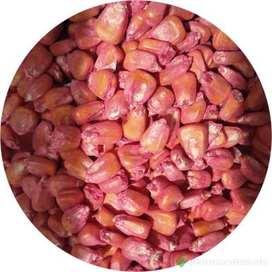 Семена кукурузы - Семена кукурузы, РОСС 199 МВ F1