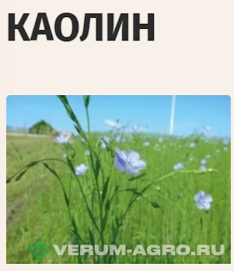 Семена льна масличного - Каолин