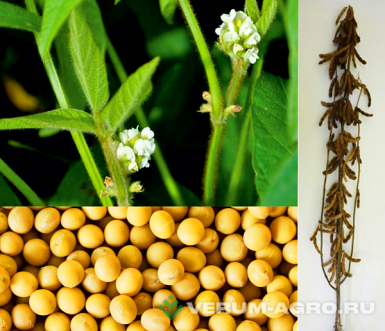 Семена сои - ВНИИС 18 НОВИНКА