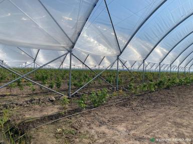 Теплицы - ИМПОТЭК Теплица Ягодная многорядная 11 домиков (домик ШхВхД 9,0х5,0х99)м - 2шт