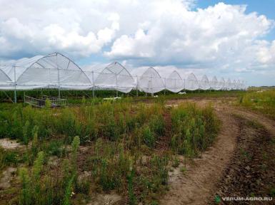 Теплицы - ИМПОТЭК Теплица Ягодная многорядная 11 домиков (домик ШхВхД 9,0х5,0х99)м - 2шт