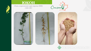 Семена сои - Семена сои сорт Юкон