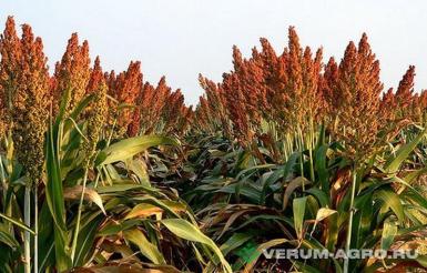 Семена суданской травы - Семена суданской травы