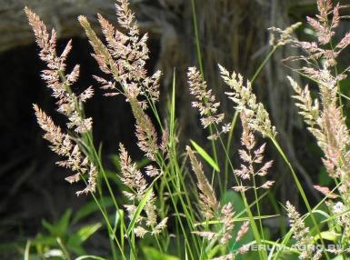 Семена газонной травы - Мятлик луговой