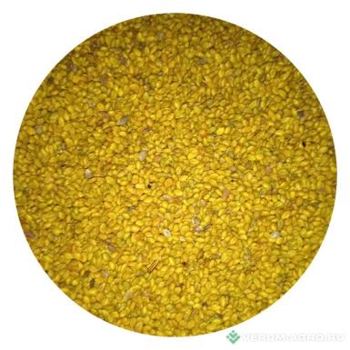 Семена кормовых трав - Донник желтый 