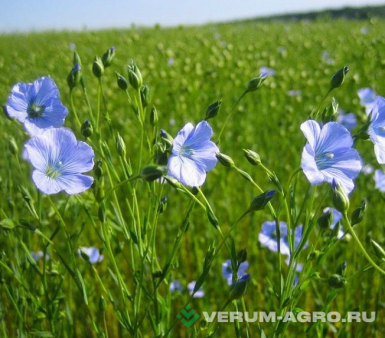 Семена льна масличного - Семена льна масличного