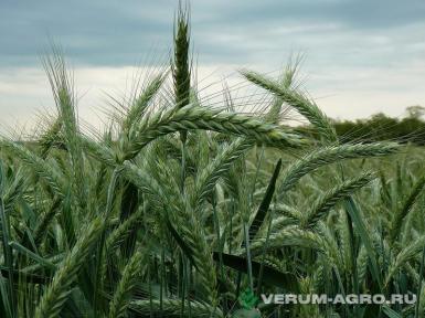 Семена тритикале - Семена тритикале