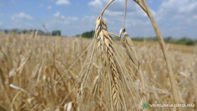 Семена ячменя - Семена озимого ячменя