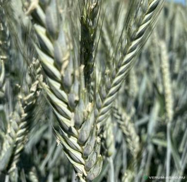 Семена тритикале - Семена тритикале озимой купить
Хлебороб
Торнадо