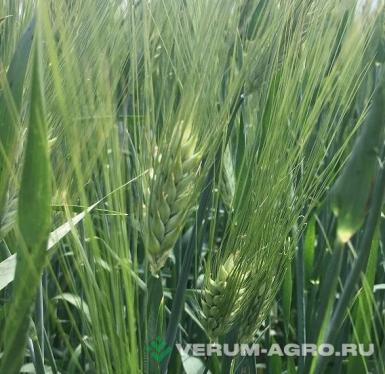 Семена ячменя - Семена ячменя озимого купить
Виват
Ерема
Маруся