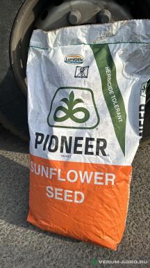 Семена подсолнечника - PIONEER 64LE162 