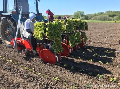 Сажалки - CHECCHI & MAGLI Trium 45