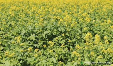 Семена горчицы - Семена горчицы желтой сорт Горлинка