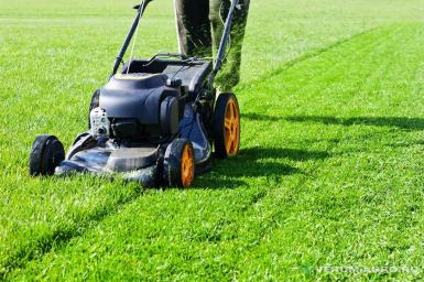 Семена газонной травы - Газонные травы оптом