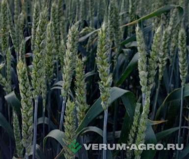 Семена пшеницы - Озимая пшеница «БЕЗОСТАЯ 100»