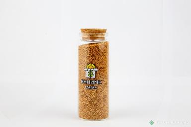 Семена сурепицы - Семена сурепицы озимой ВНИИМК сорт Гордея