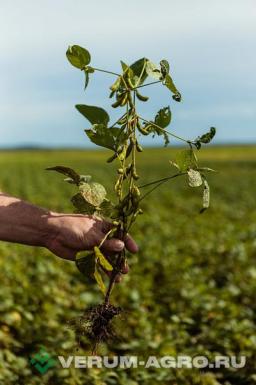 Семена сои - Топаз