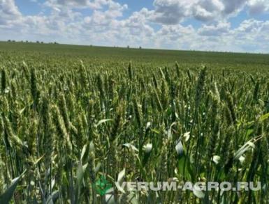 Семена пшеницы - Озимая пшеница «ЕЛАНЧИК»