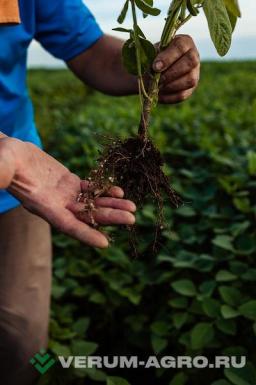 Семена сои - Батя 