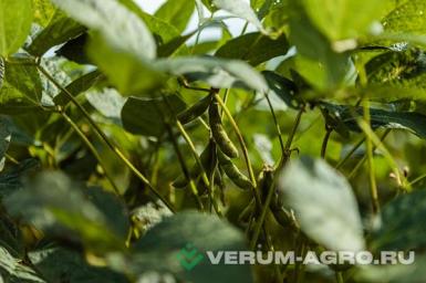 Семена сои - Батя 