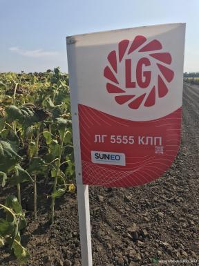 Семена подсолнечника - Семена подсолнечника Лимагрен