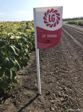 Семена подсолнечника - Семена подсолнечника Лимагрен