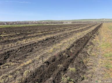 Прочее - OLIVA Medoc посадочная машина