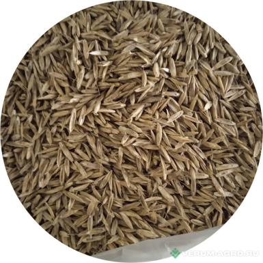 Семена кормовых трав - Фестулолиум Аллегро