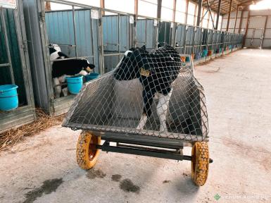 Прочее - САЛЮТЕМ Тележка-весы для телят