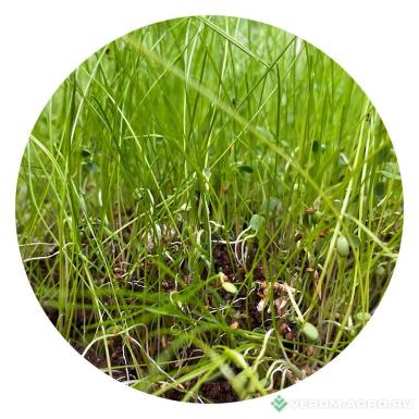 Семена кормовых трав - Пастбищная травосмесь для мясного стада
