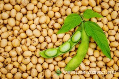 Семена сои - Семена сои 