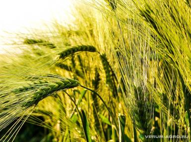 Семена пшеницы - Семена озимой пшеницы