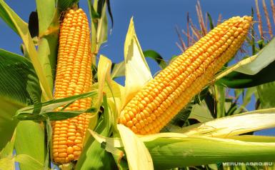 Семена кукурузы - Семена кукурузы гибрид Имперра