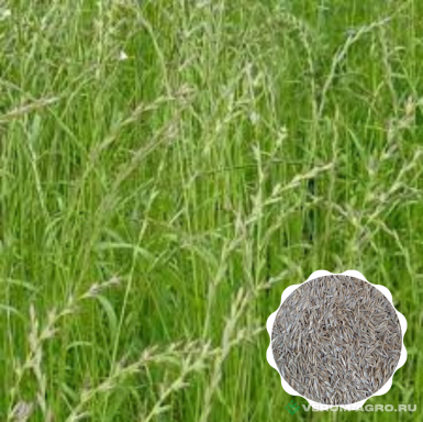 Семена кормовых трав - Райграс пастбищный ВИК 66