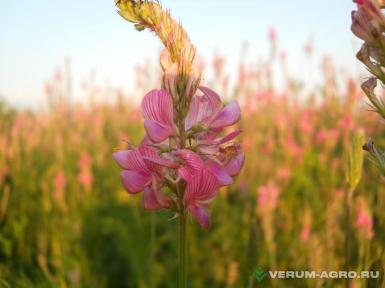 Семена кормовых трав - Семена эспарцета 