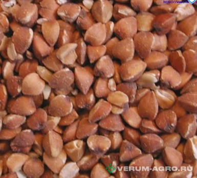 Семена гречихи - Семена гречихи сорт Девятка