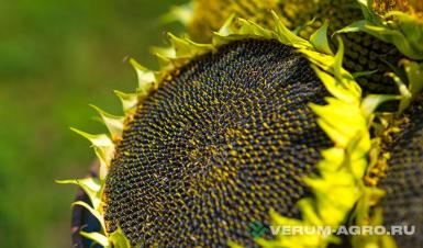 Семена подсолнечника - Семена подсолнечника НС Х 6054 подЭкспресс