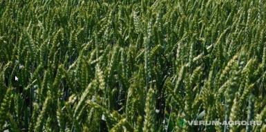 Семена пшеницы - Озимая пшеница «Зорепад»