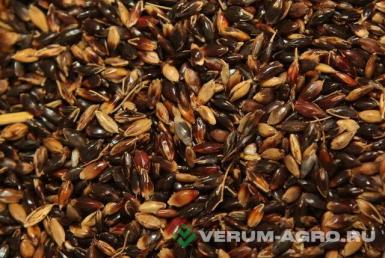 Семена суданской травы - Суданская трава семена