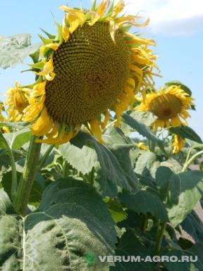 Семена подсолнечника - Семена гибрида подсолнечника Горстар классика