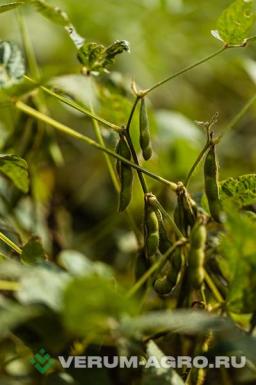 Семена сои - Сен­тябрин­ка