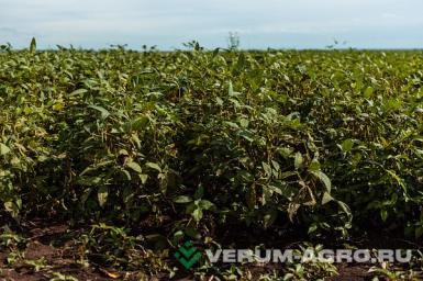 Семена сои - Сен­тябрин­ка