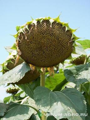 Семена подсолнечника - Семена гибридов подсолнечника российской селекции
